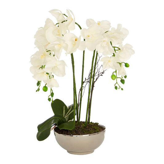 Fiori Orchid Display