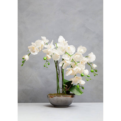 Fiori Orchid Display