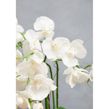 Fiori Orchid Display