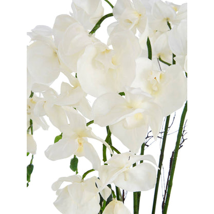 Fiori Orchid Display